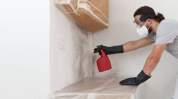 Professional Black Mold Remediation technician working in Franklin Park, FL