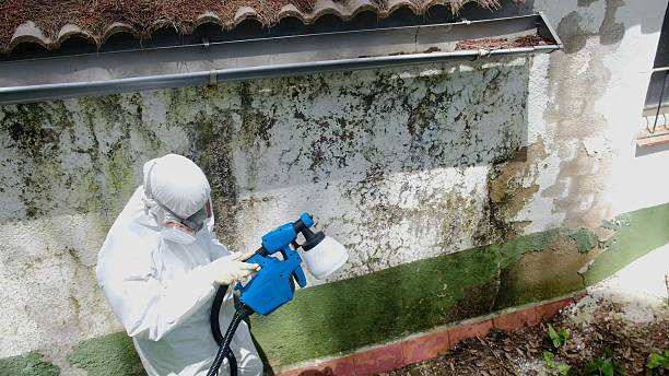 Top rated local Black Mold Remediation specialists in Franklin Park, FL